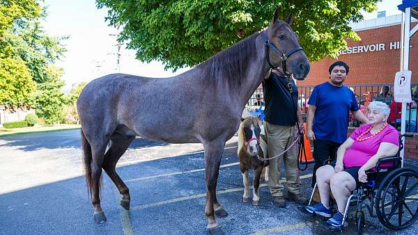 shoot-from-gelding