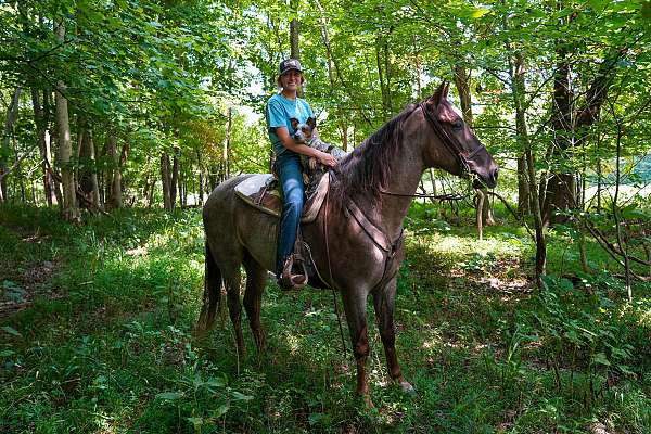 roan-horse