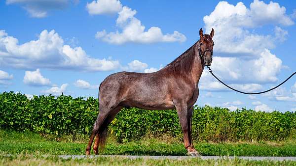 adults-tennessee-walking-horse