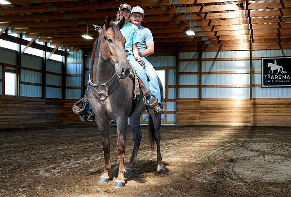 age-tennessee-walking-horse