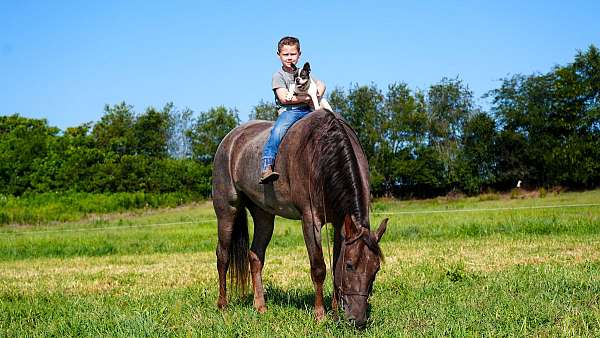 all-tennessee-walking-horse