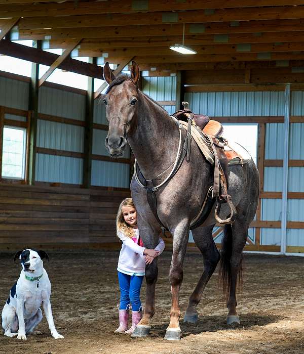 all-ages-tennessee-walking-horse