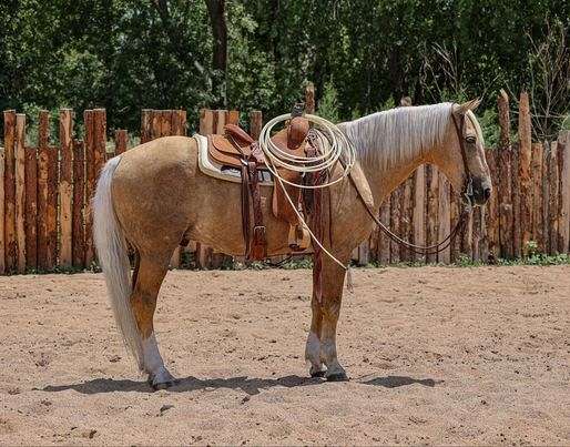 all-around-draft-horse