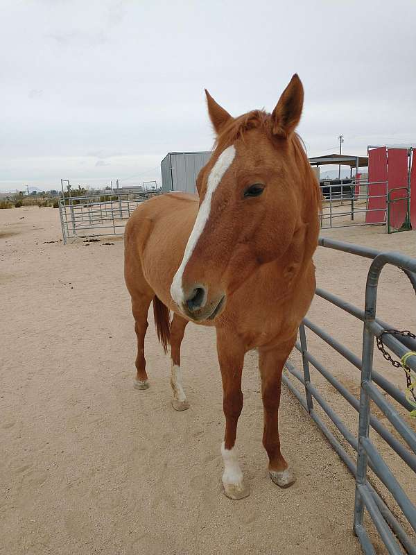 red-dun-star-stripe-socks-horse