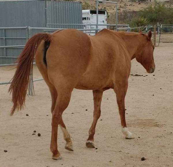 adoption-appaloosa-horse