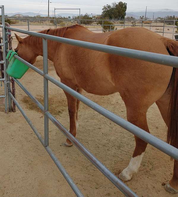 appie-appaloosa-horse