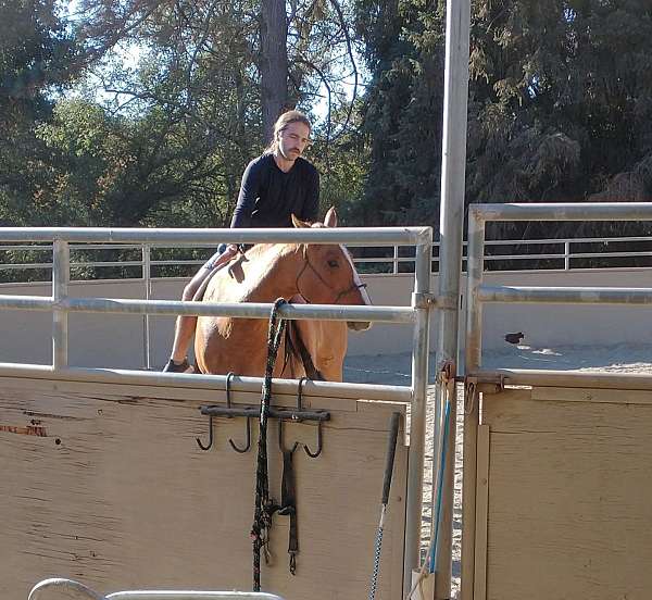 happy-appaloosa-horse