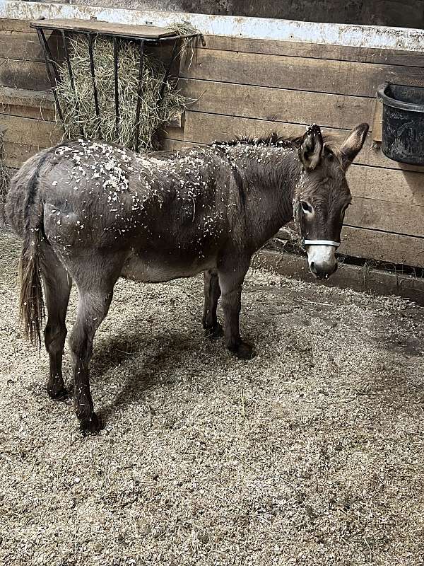 brown-donkey-mare