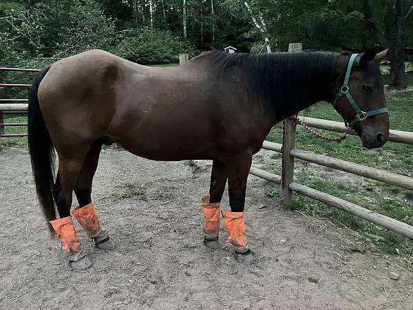 quarter-horse-gelding