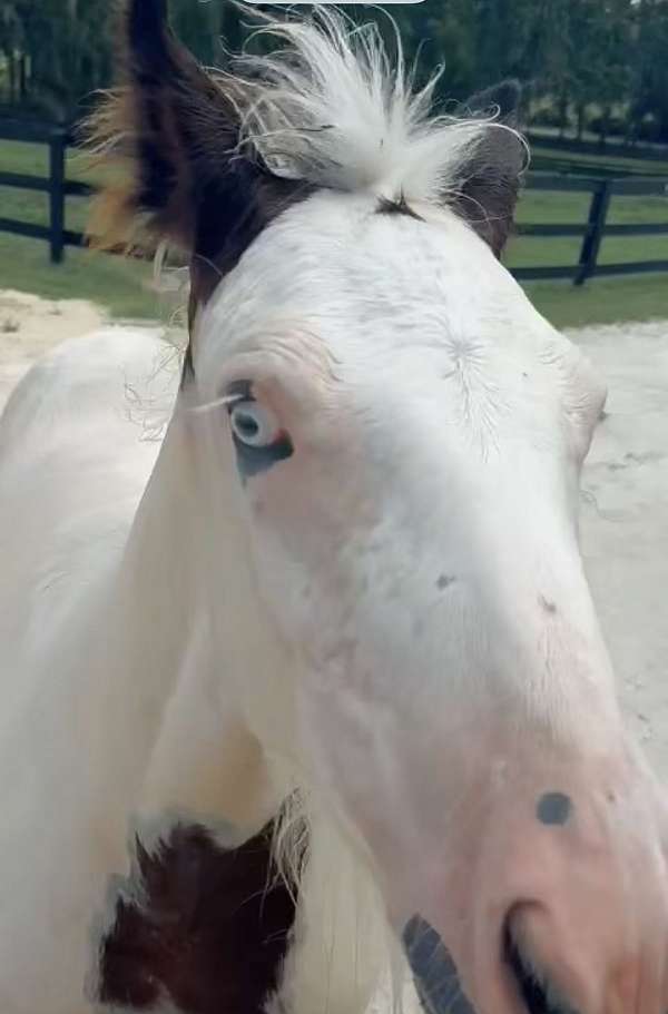 bay-gypsy-vanner-colt