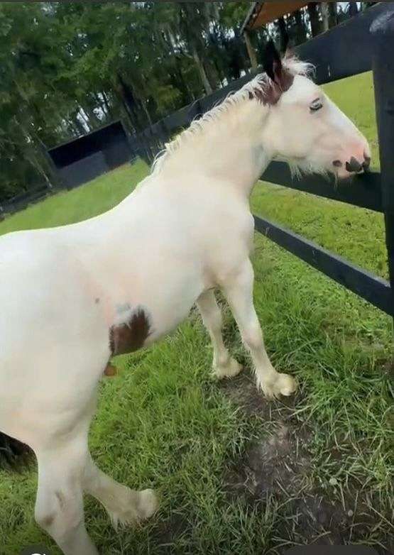 bay-blue-eyed-horse