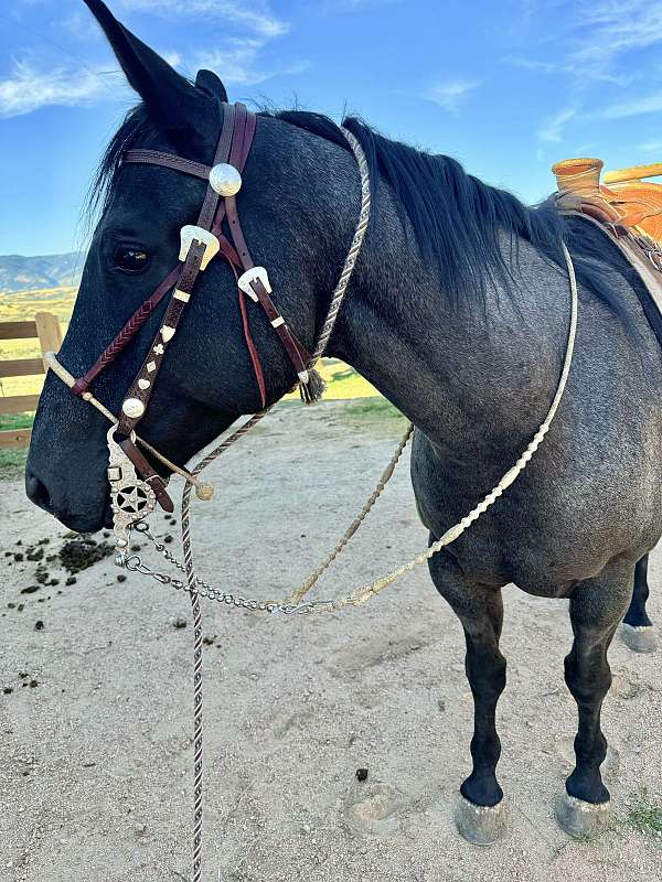 barrel-racing-quarter-horse