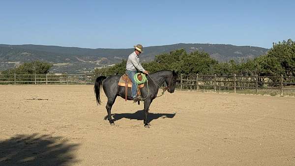 calf-roping-quarter-horse