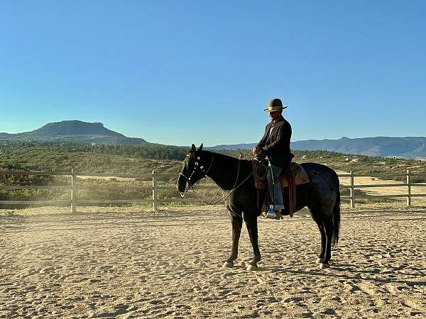 barrel-racing-quarter-horse