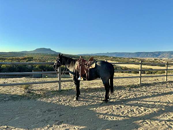 beginner-quarter-horse