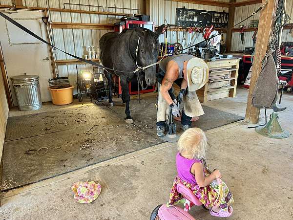 calf-roping-quarter-horse