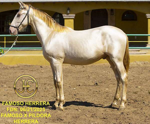 andy-andalusian-pony