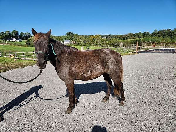 beginner-jumping-pony-poa-pony