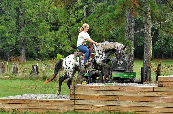 husband-safe-poa-pony