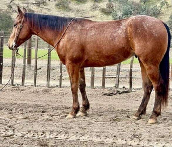 horsesforsaleincalifornia-appaloosahorseforsale-appaloosa-horse