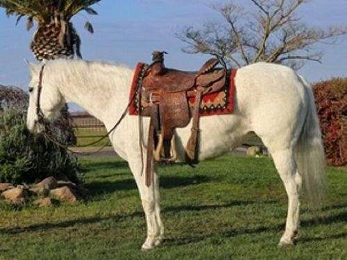 greyhorseforsale-quarter-horse