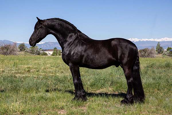 classical-companion-friesian-horse