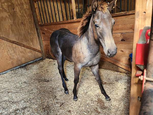 buckskin-roan-aqha-filly