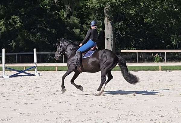 western-dressage-crossbred-pony