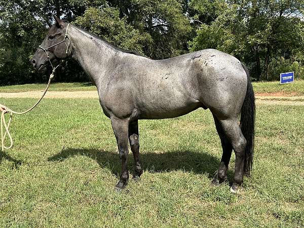 blue-roan-none-horse