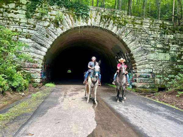 cowboy-mounted-shooting-quarter-horse