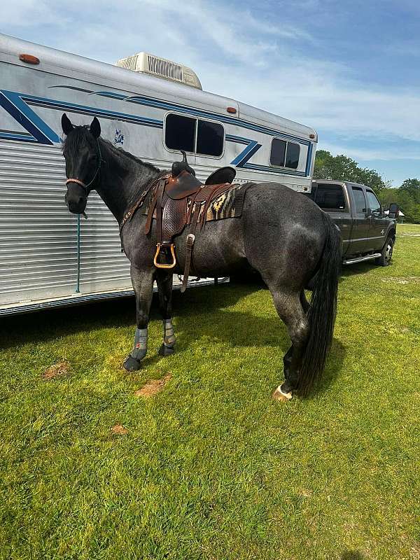 ranch-quarter-horse