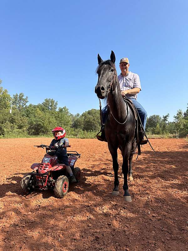 ranch-work-quarter-horse