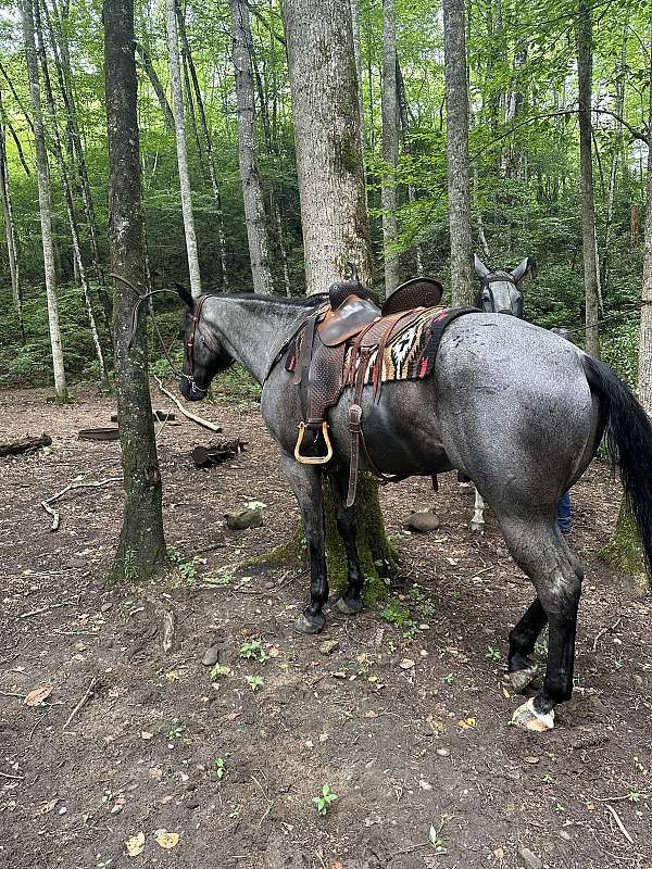 team-roping-quarter-horse