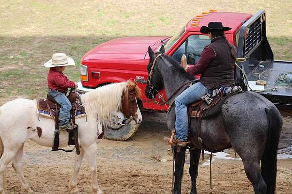 trail-quarter-horse