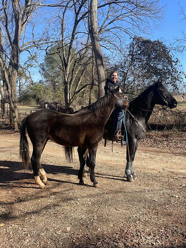 blue-roan-quarter-horse-gelding