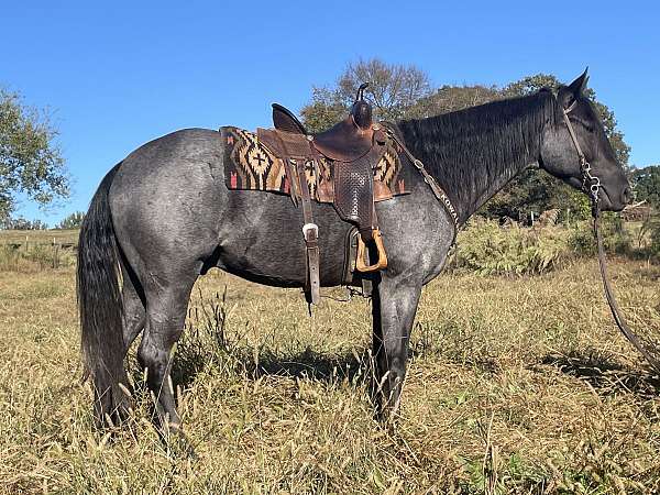 blue-roan-all-around-horse