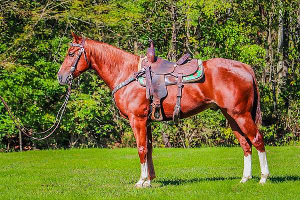 all-around-quarter-horse