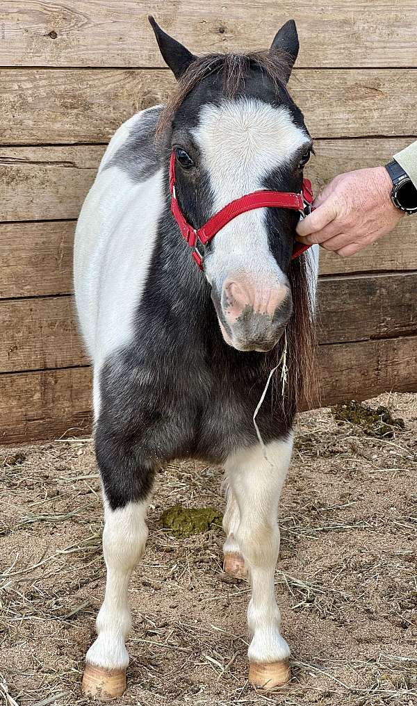 blue-roan-halter-pony