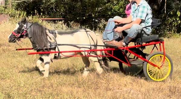 amish-broke-miniature-pony