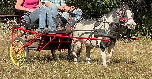 amish-trained-miniature-pony