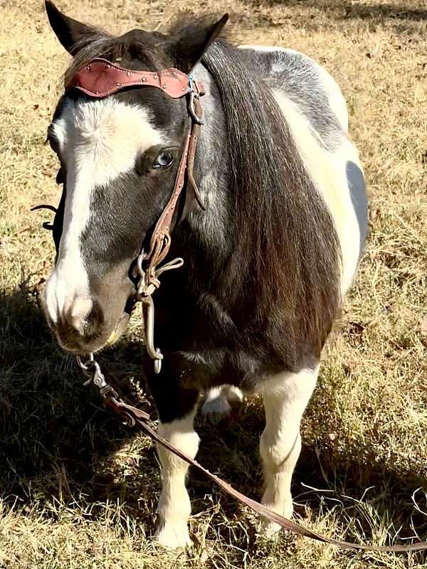 cart-paint-pony