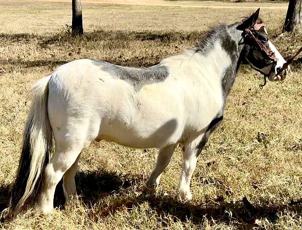 cart-harness-paint-pony