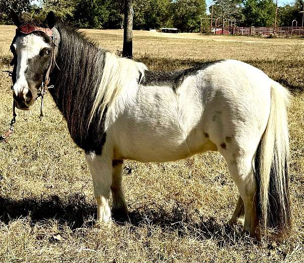 cart-pony-paint