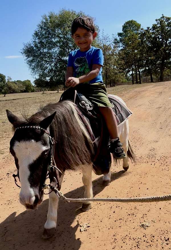 blue-roan-halter-pony