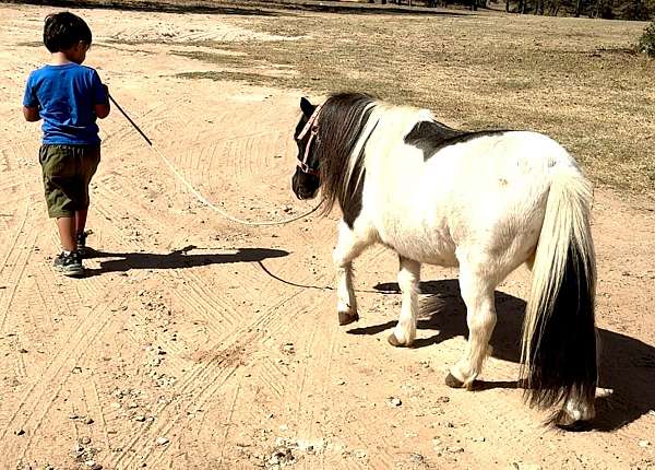 cart-harness-gelding