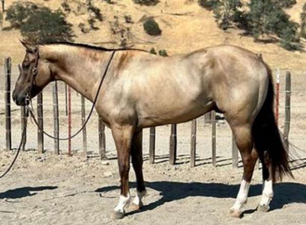 horsesincalifornia-quarter-horse