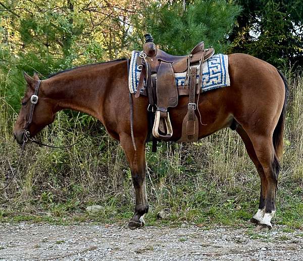 all-around-quarter-horse