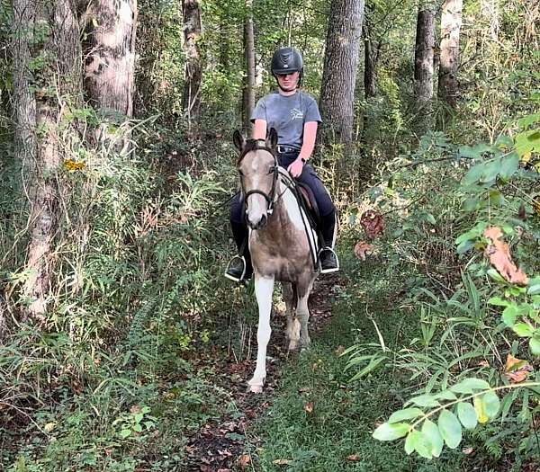 has-been-handled-pony