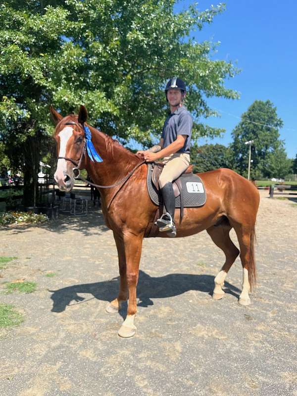 chestnut-blaze-socks-horse