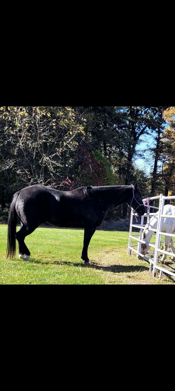 backs-quarter-horse